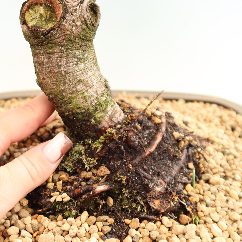 Venkovní bonsai - Pinus mugo Humpy  - Borovice kleč