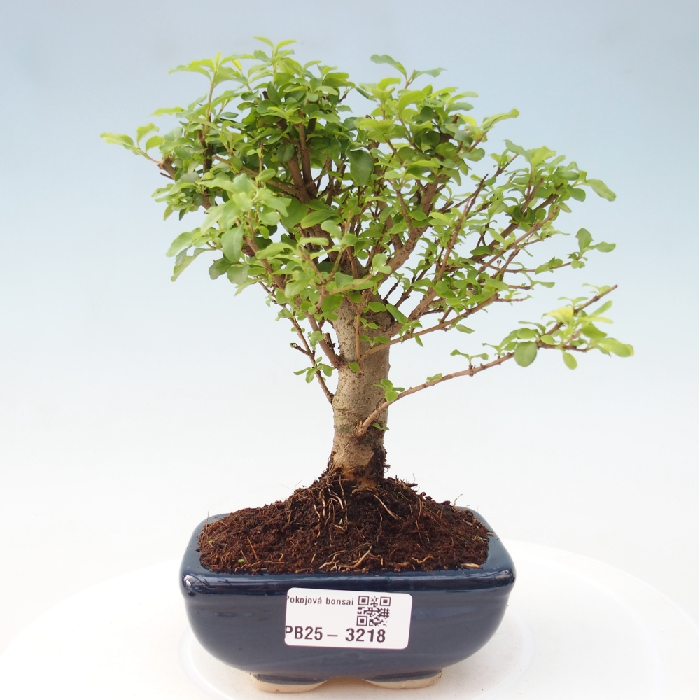 Pokojová bonsai -Ligustrum chinensis - Ptačí zob