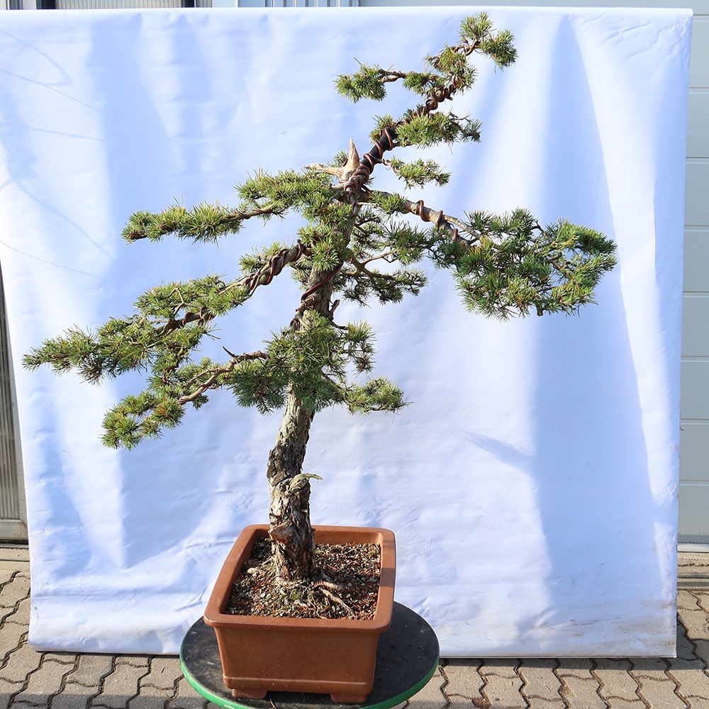 Pinus sylvestris Španělsko - borovice lesní