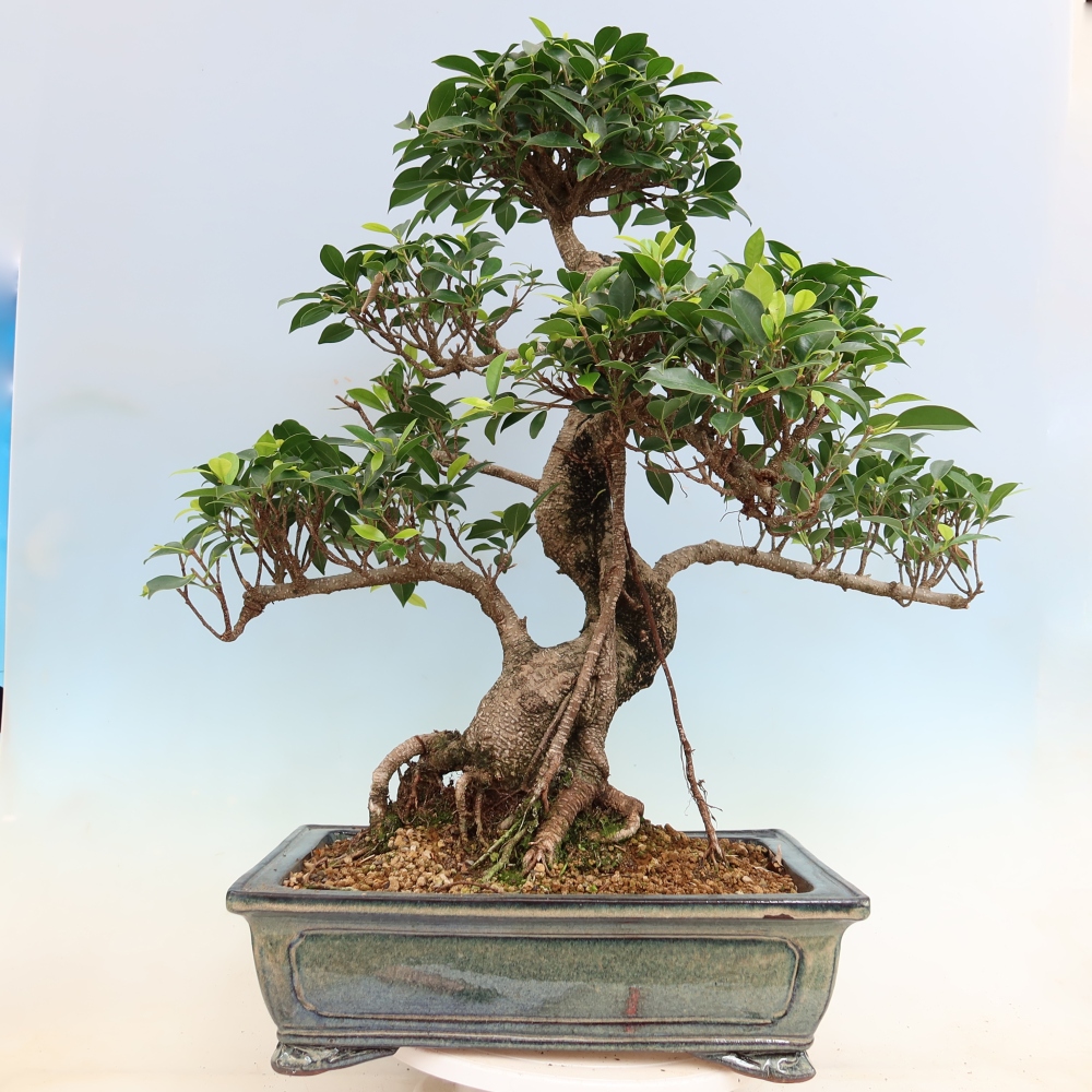 Pokojová bonsai - Ficus kimmen -  malolistý fíkus