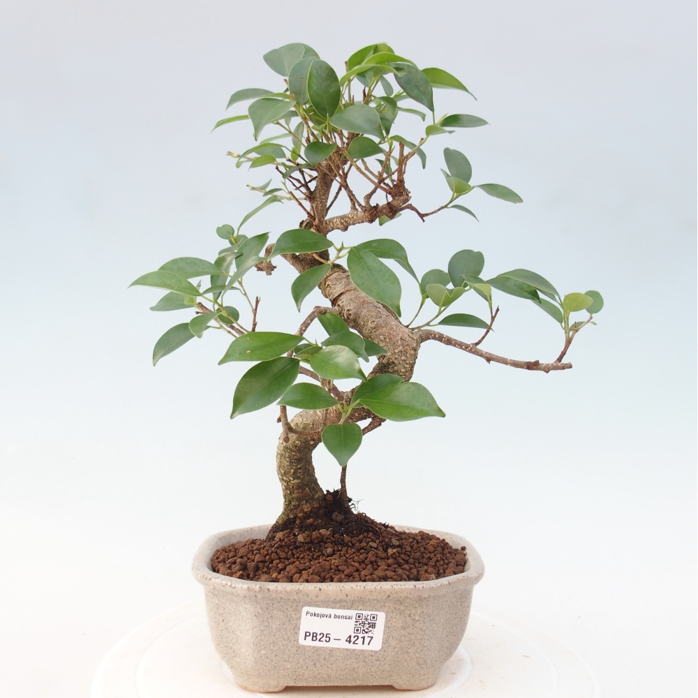 Pokojová bonsai - Ficus retusa -  malolistý fíkus