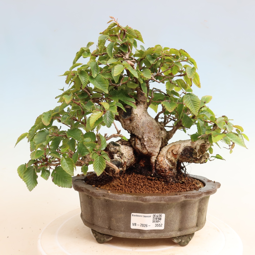 Venkovní bonsai -Carpinus CARPINOIDES - Habr korejský