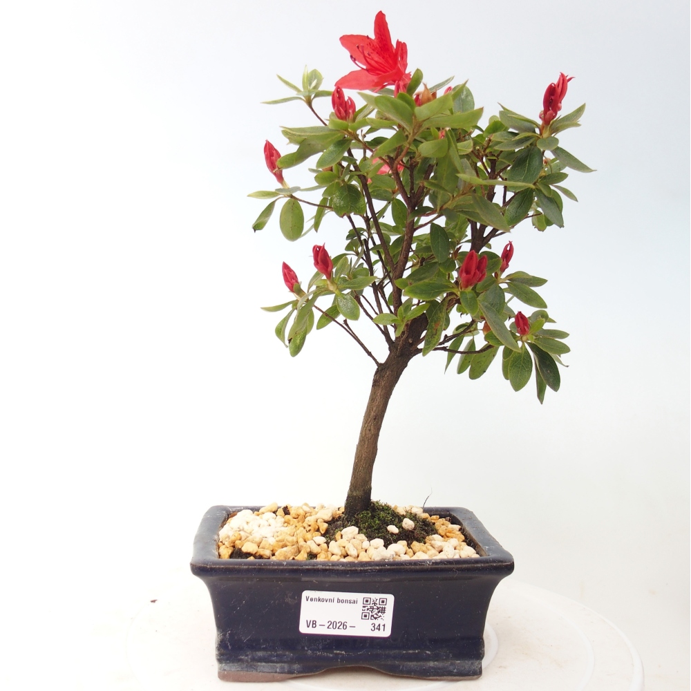 Venkovní bonsai - Japonská azalka - Azalea sp.
