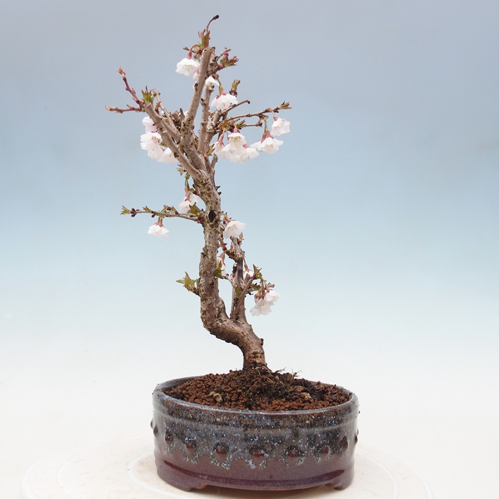 Venkovní bonsai - Prunus incisa Kojou-no mai-Slivoň vyříznutá