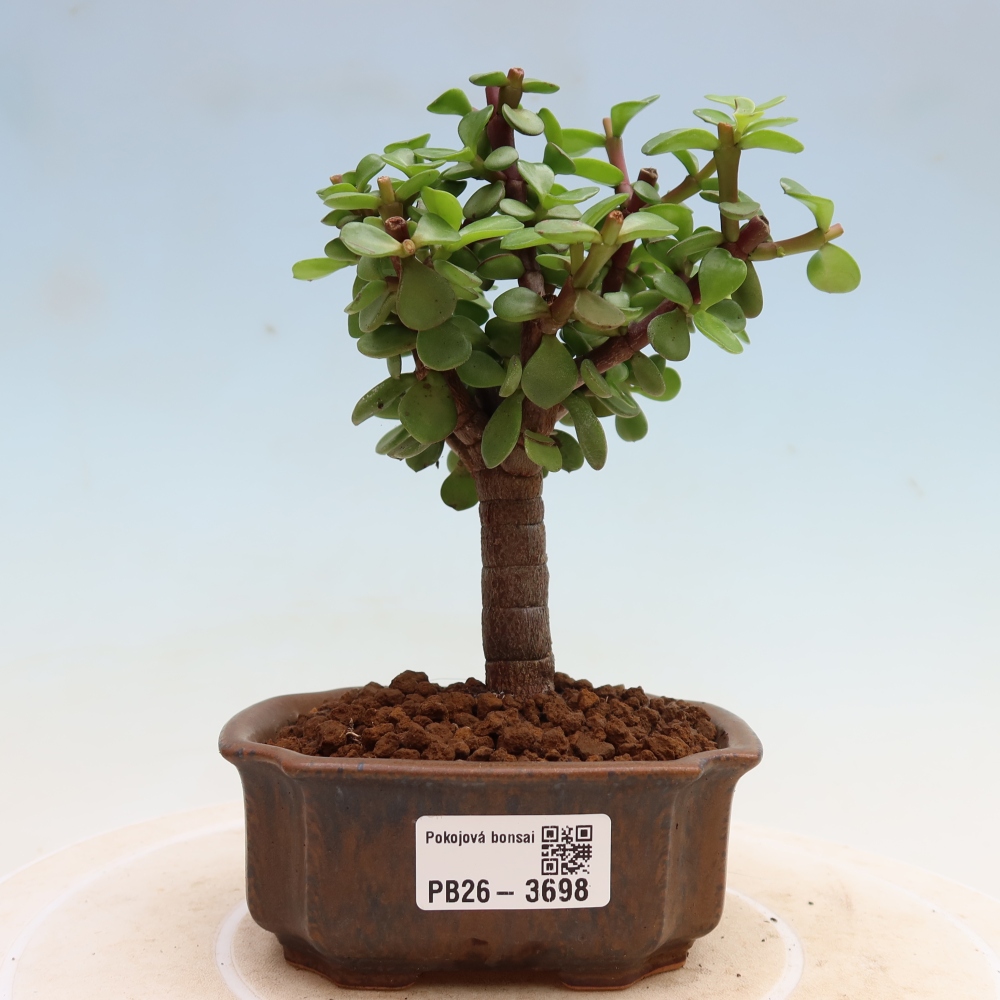 Pokojová bonsai - Portulakaria Afra - Tlustice