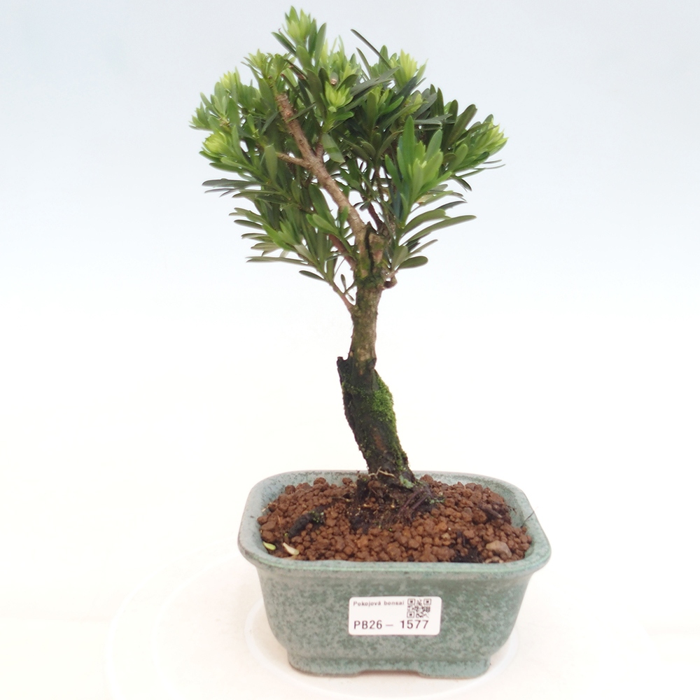 Pokojová bonsai - Podocarpus - Kamenný tis