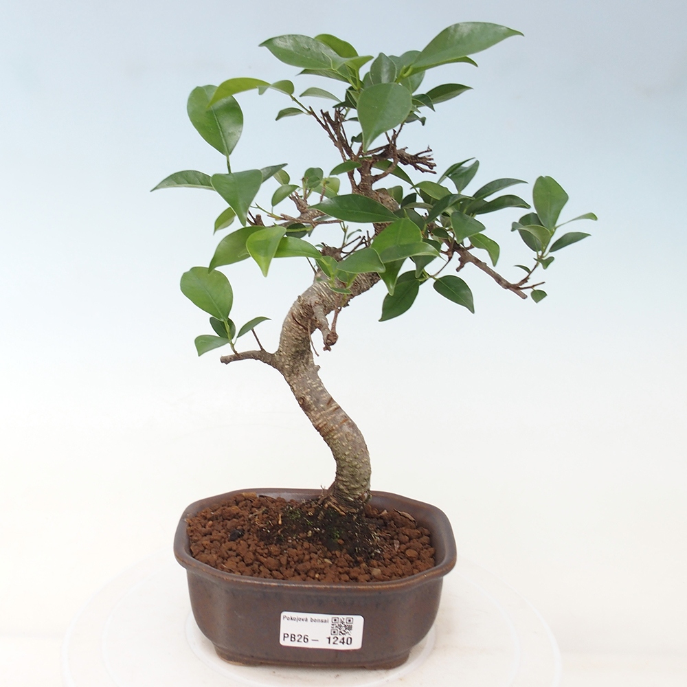 Pokojová bonsai - Ficus retusa -  malolistý fíkus