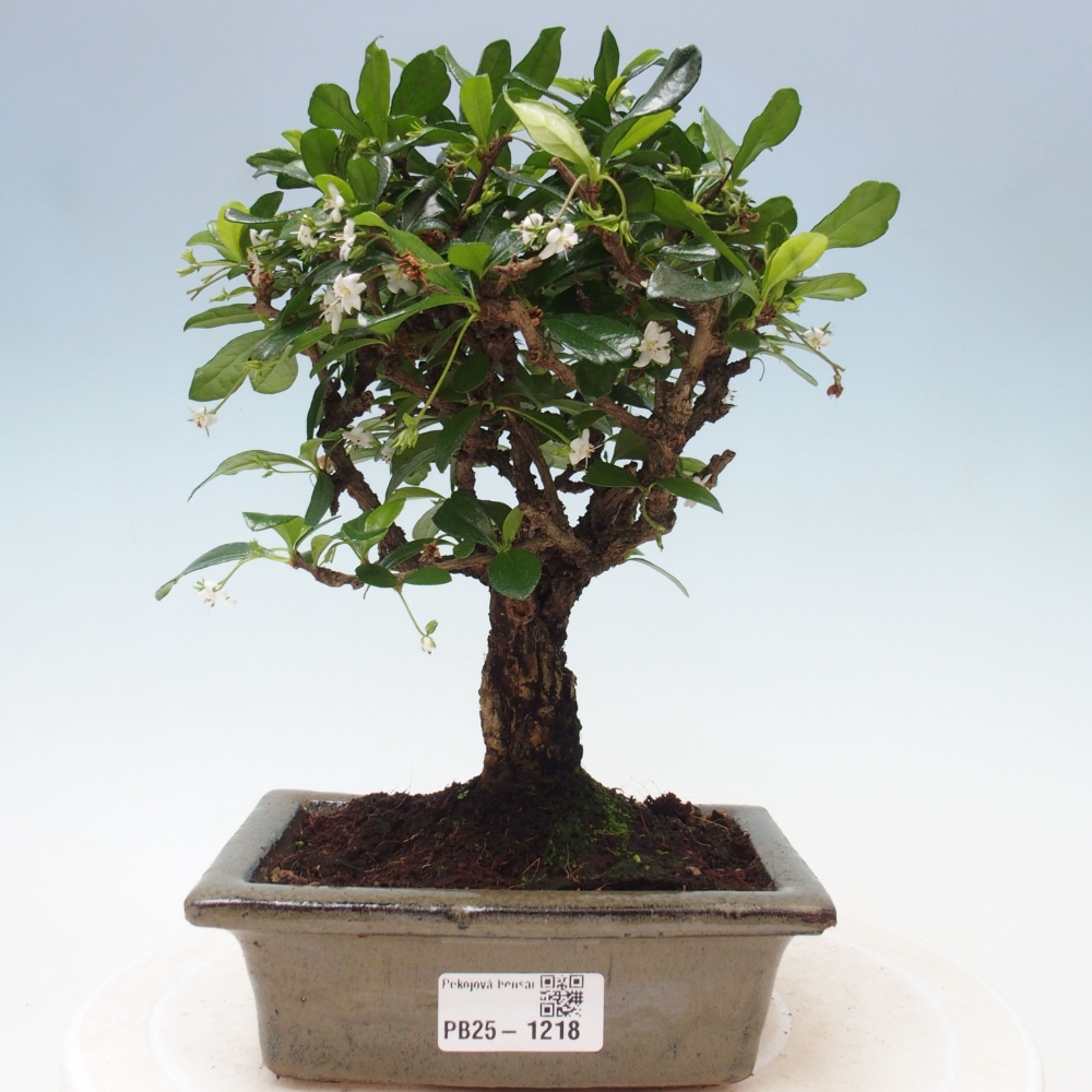 Pokojová bonsai - Carmona macrophylla - Čaj fuki
