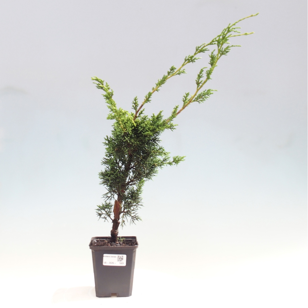 Venkovní bonsai - Juniperus chinensis Kishu -Jalovec čínský