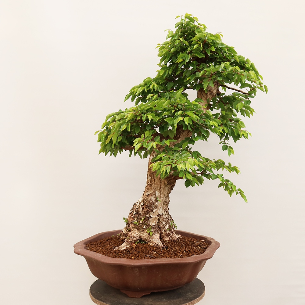 Venkovní bonsai -Carpinus Coreana - Habr korejský