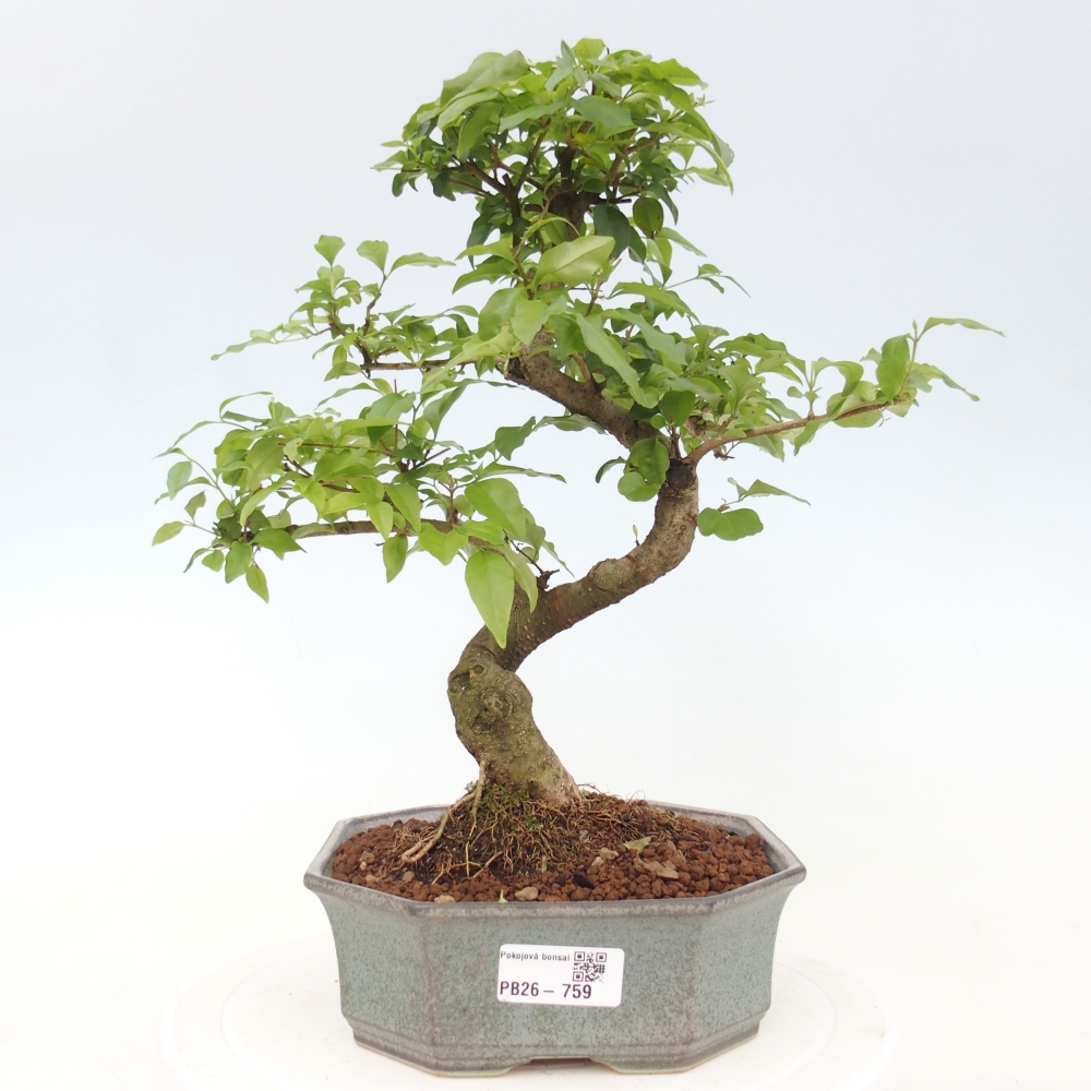 Pokojová bonsai -Ligustrum chinensis - Ptačí zob