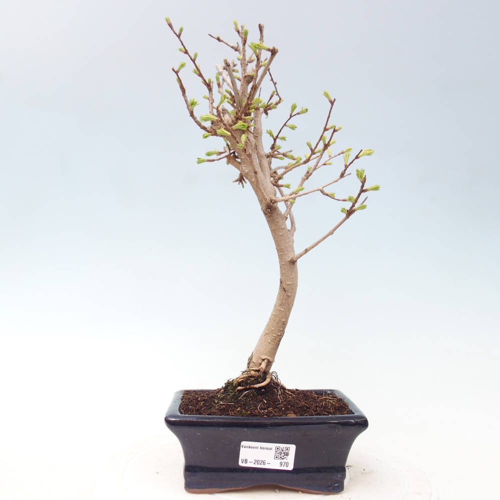 Venkovní bonsai -Pseudolarix amabis-Pamodřín