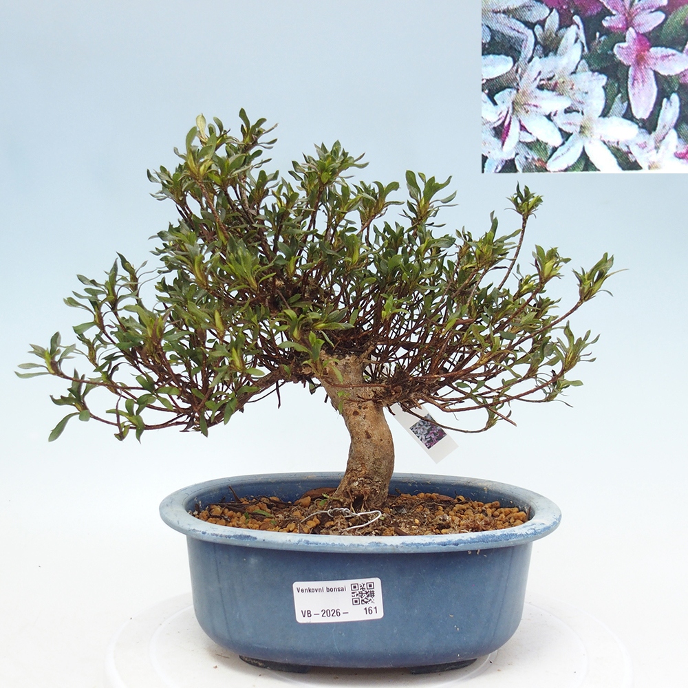 Venkovní bonsai - Japonská azalka - Azalea Ryusen