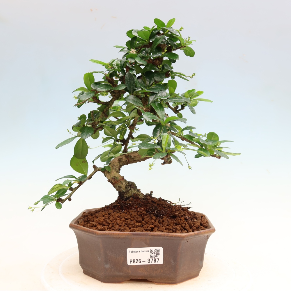 Pokojová bonsai - Carmona macrophylla - Čaj fuki