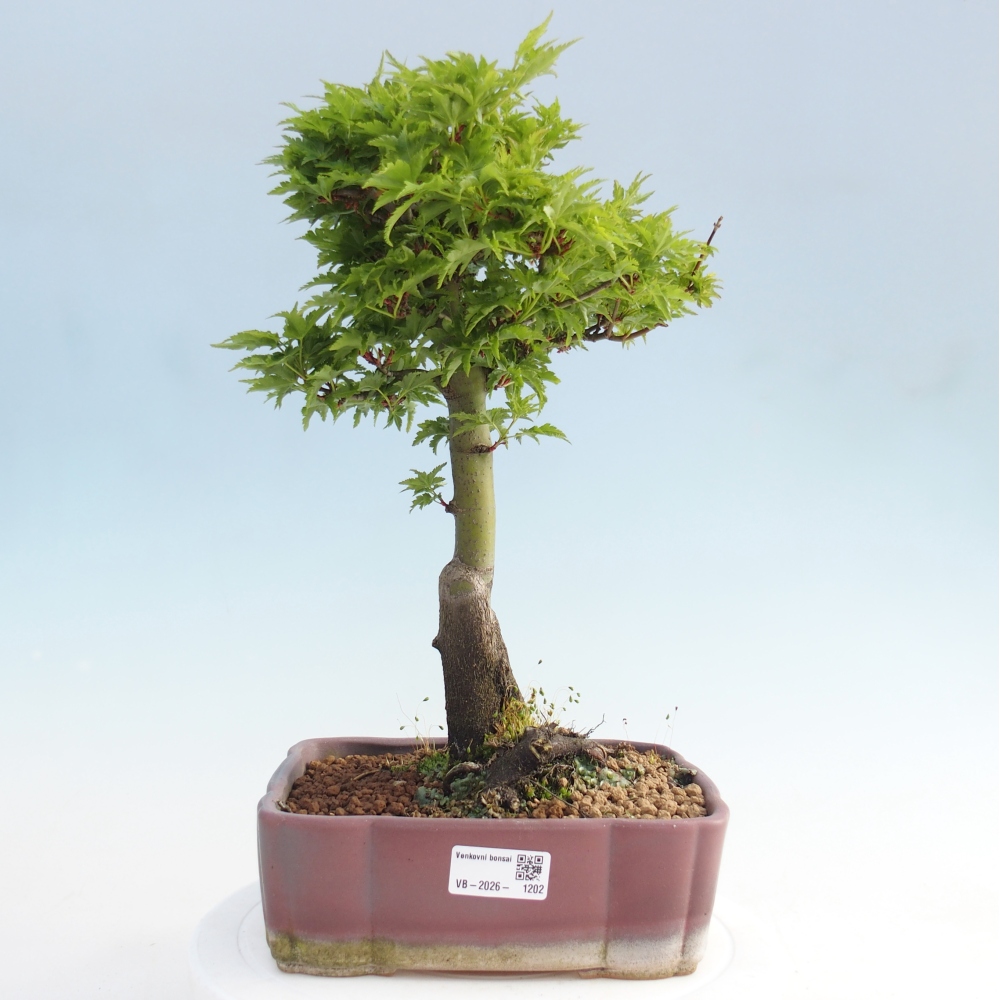 Venkovní bonsai -Javor dlanitolistý Acer palmatum Shishigashira