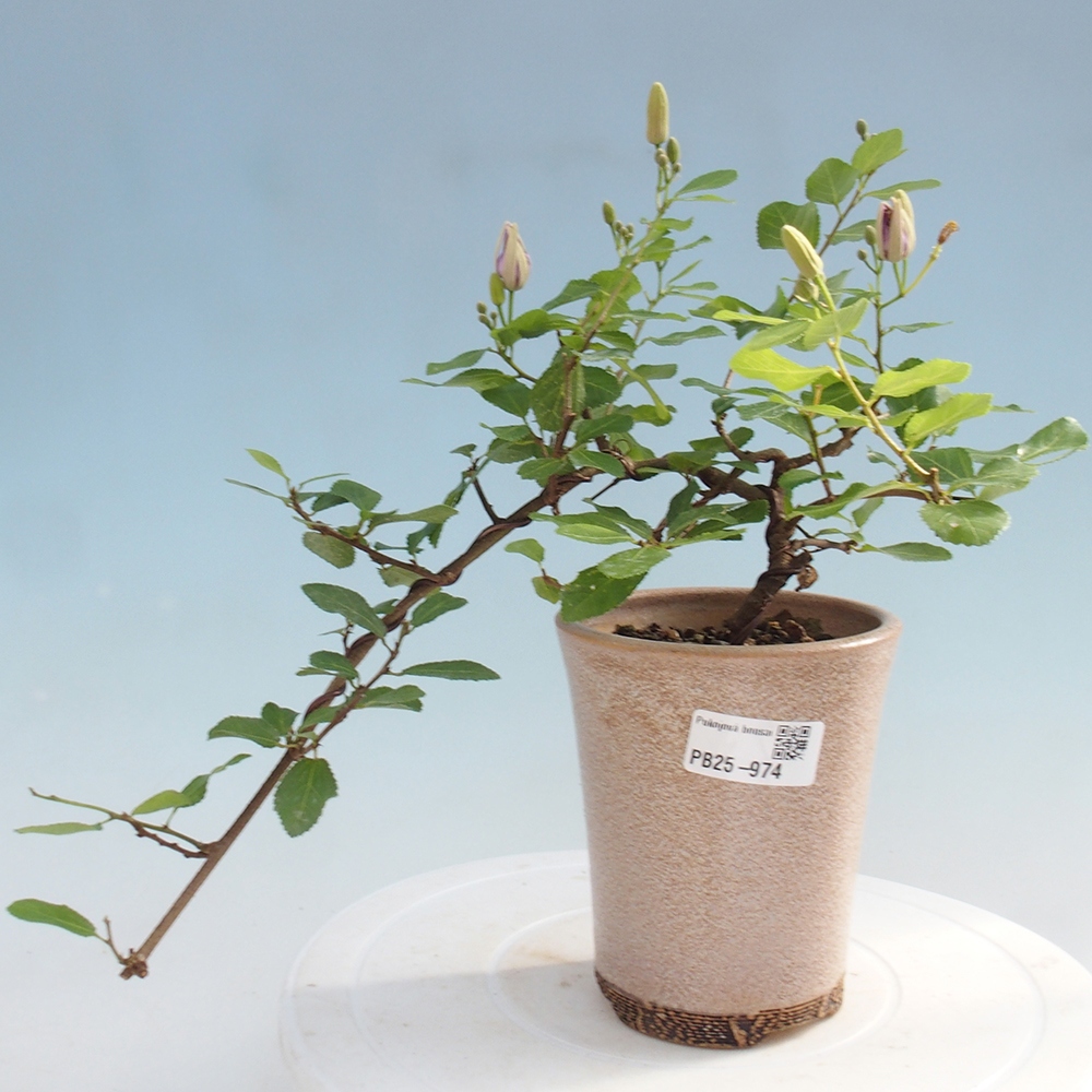 Pokojová bonsai - Grewia occidentalis - Hvězdice levandulová