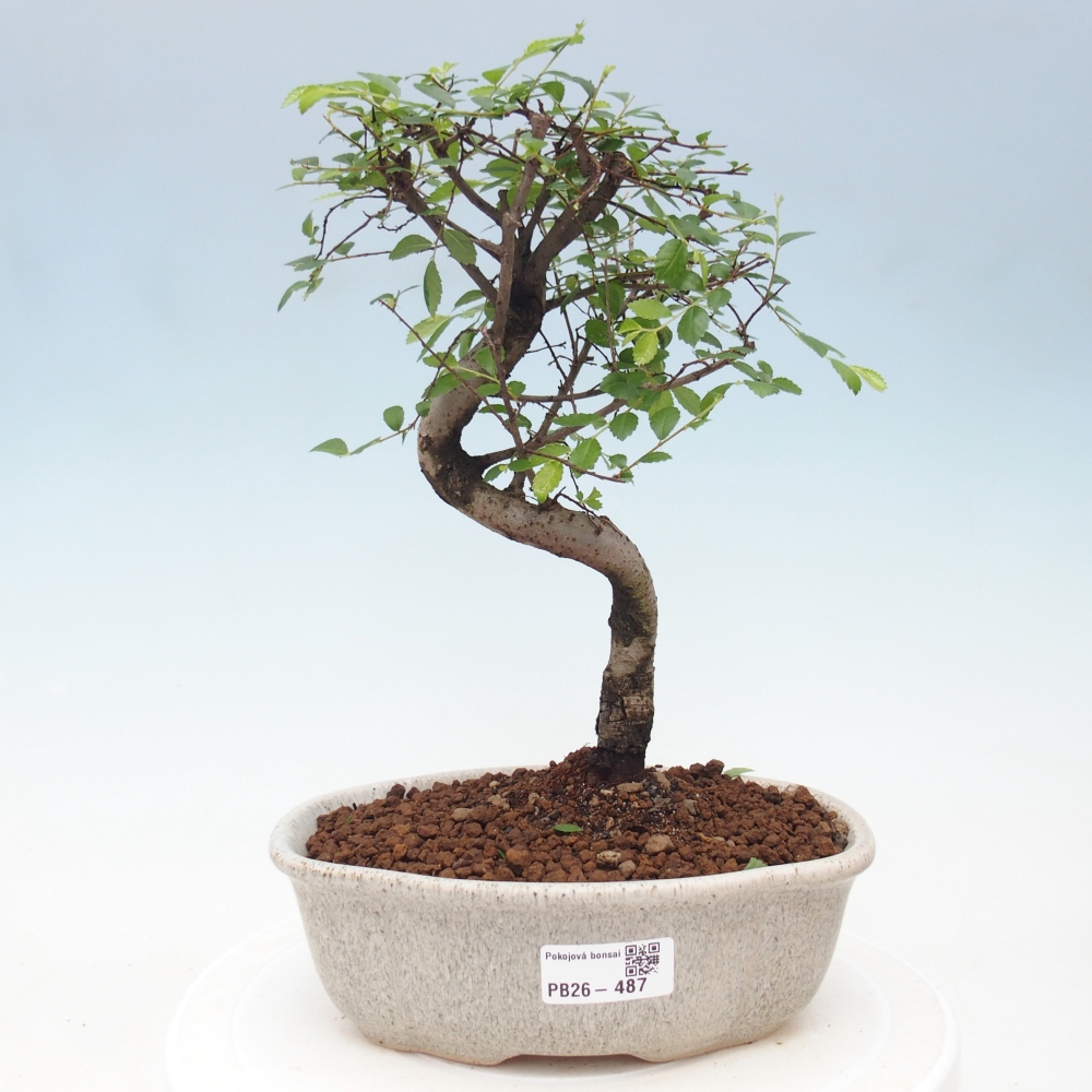 Pokojová bonsai - Ulmus parvifolia - Malolistý jilm