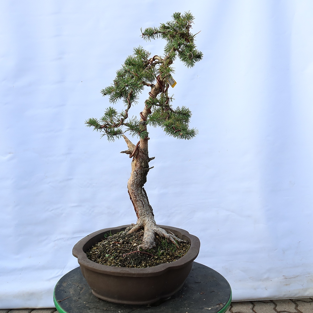 Pinus sylvestris Španělsko - borovice lesní