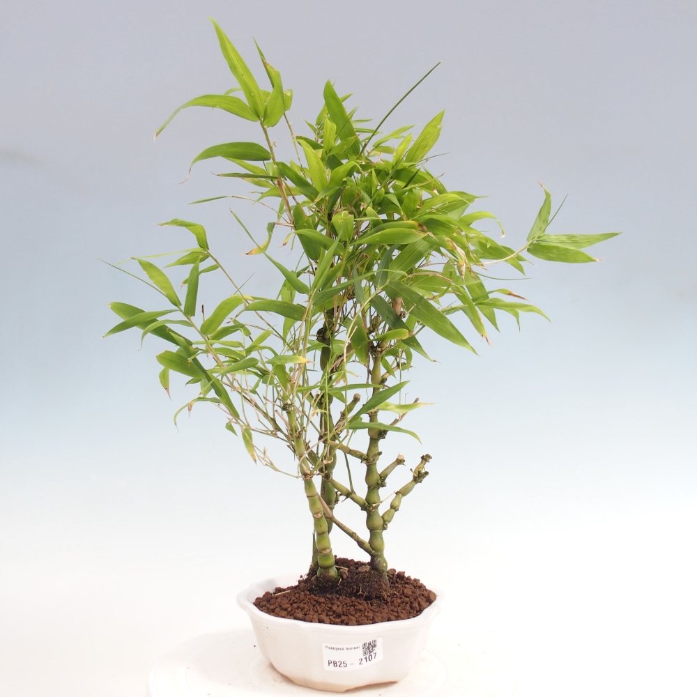 Pokojová bonsai - Bambus budha-Bambus budhovo břicho