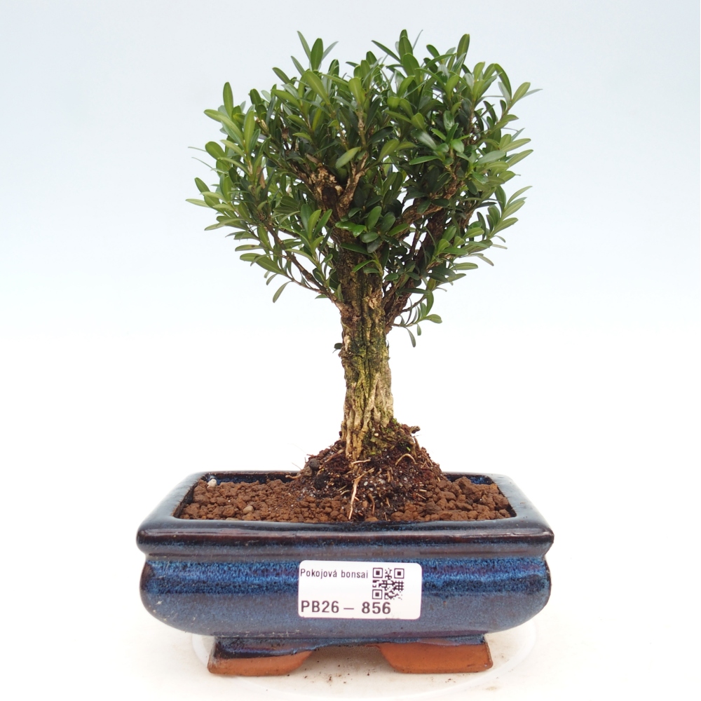Pokojová bonsai - Buxus harlandii -korkový buxus