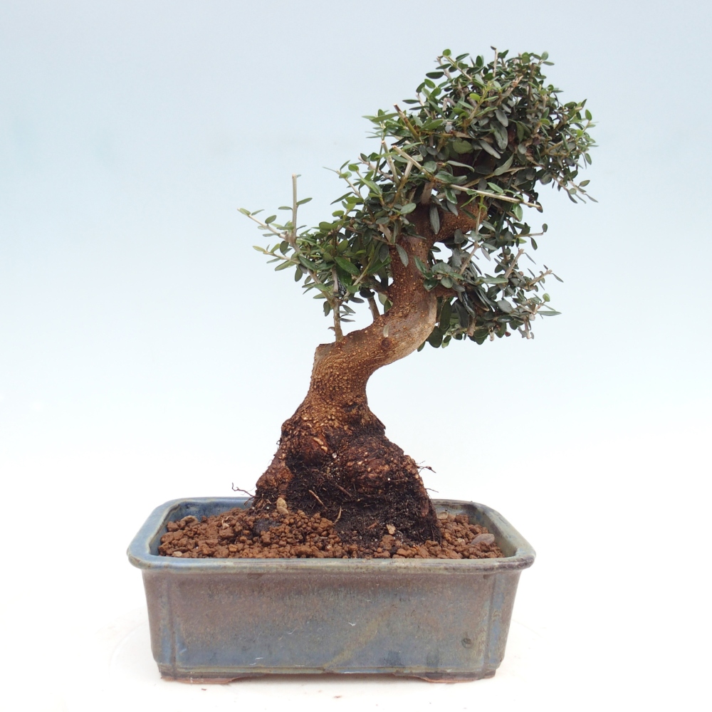 Pokojová bonsai - Olea europaea sylvestris -Oliva evropská drobnolistá