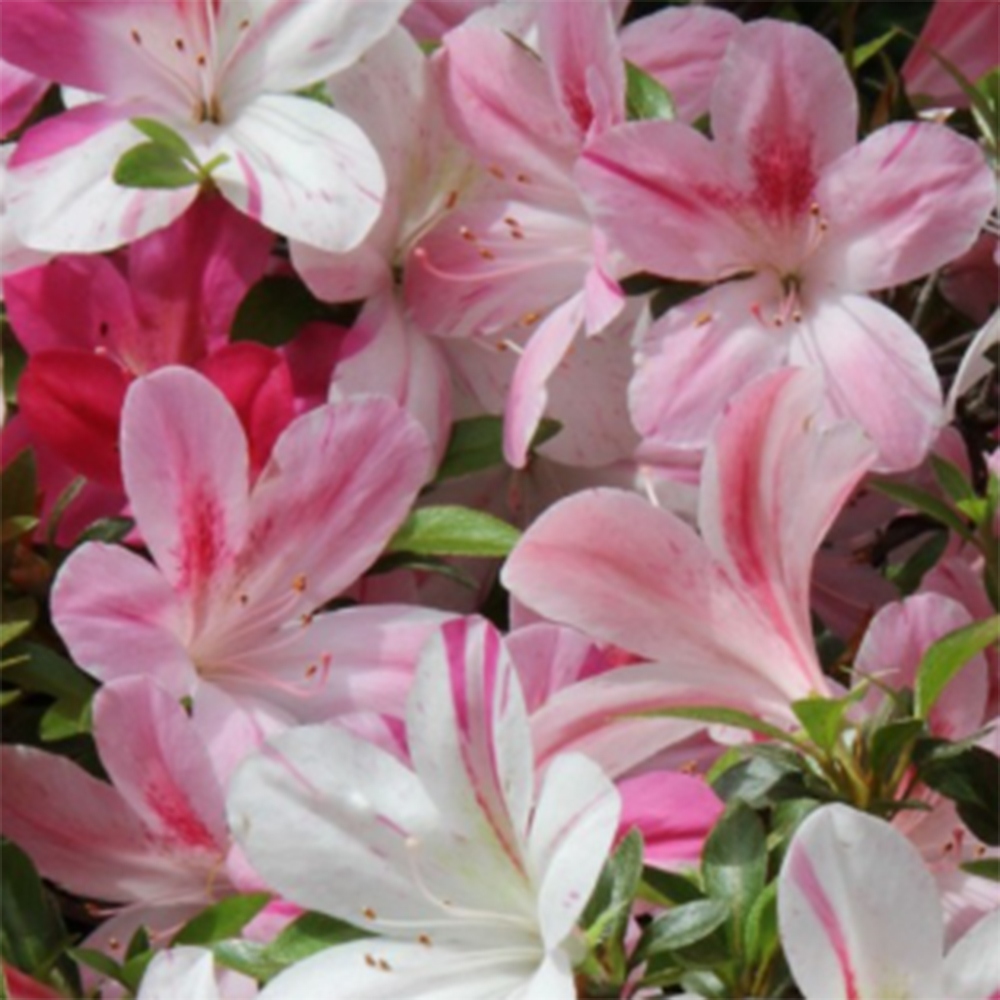 Venkovní bonsai - Japonská azalka - Azalea Miyabihime