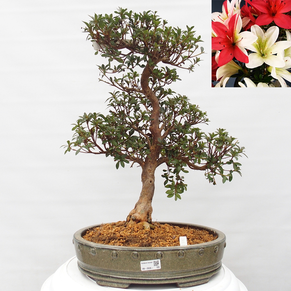 Venkovní bonsai - Japonská azalka - Azalea Hanatsuzuri
