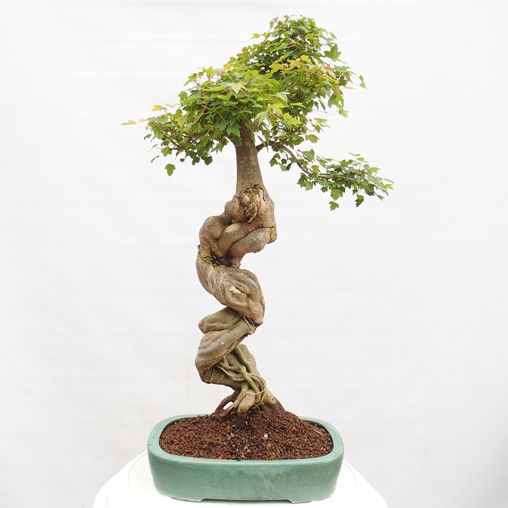 Venkovní bonsai - Acer Buergerianum - Javor Burgerův