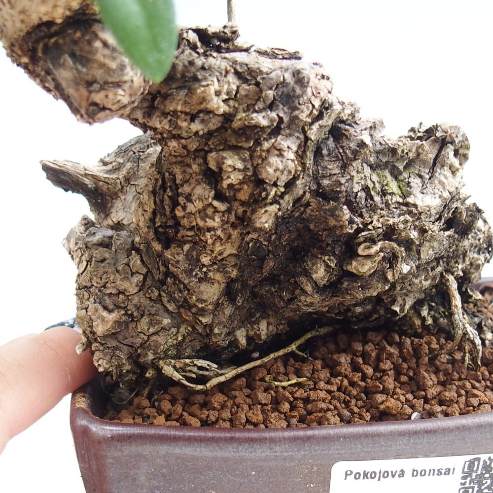 Pokojová bonsai - Olea europaea sylvestris -Oliva evropská drobnolistá