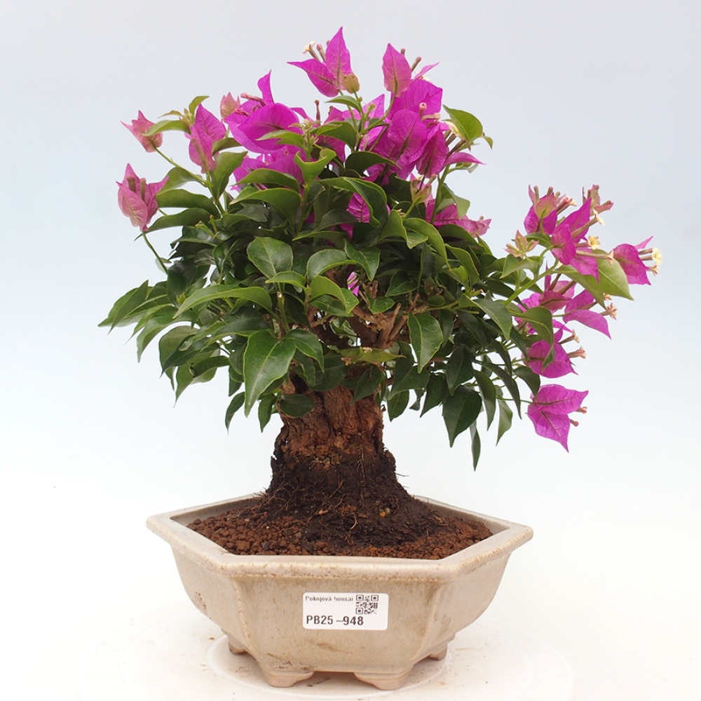 Pokojová bonsai - Bouganwilea