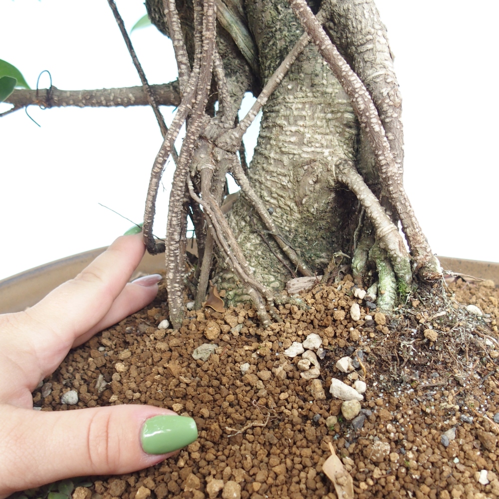 Pokojová bonsai - Ficus kimmen -  malolistý fíkus - POUZE OSOBNÍ ODBĚR nebo paletová přeprava
