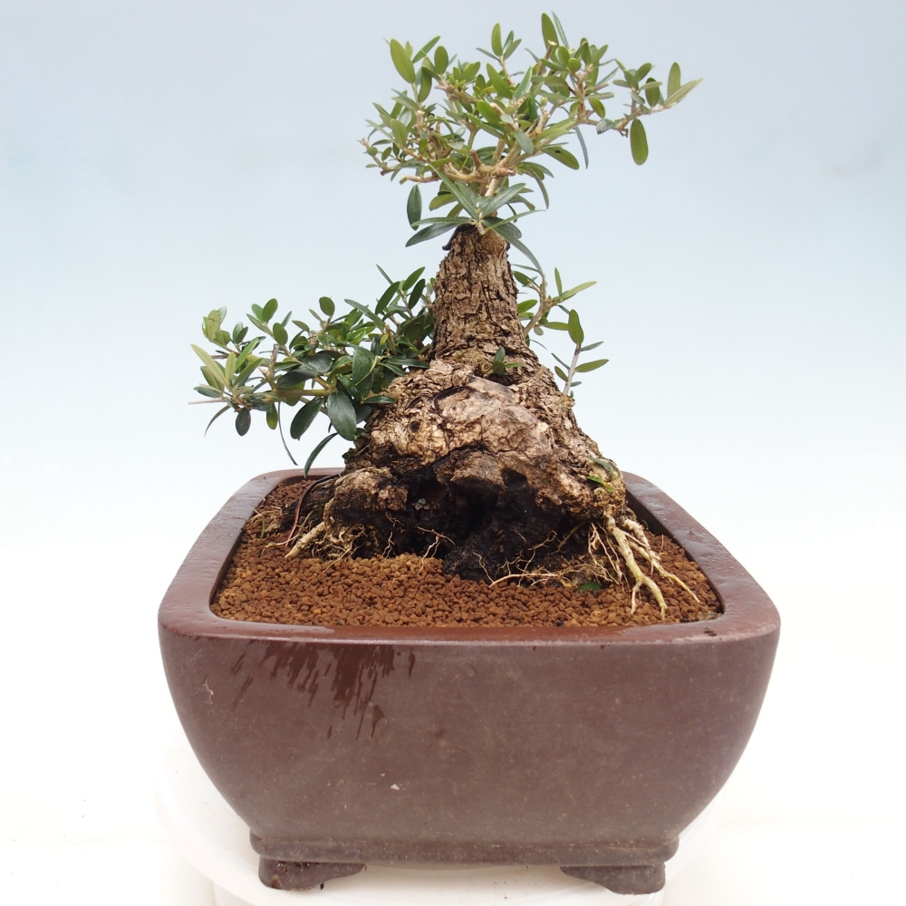 Pokojová bonsai - Olea europaea sylvestris -Oliva evropská drobnolistá