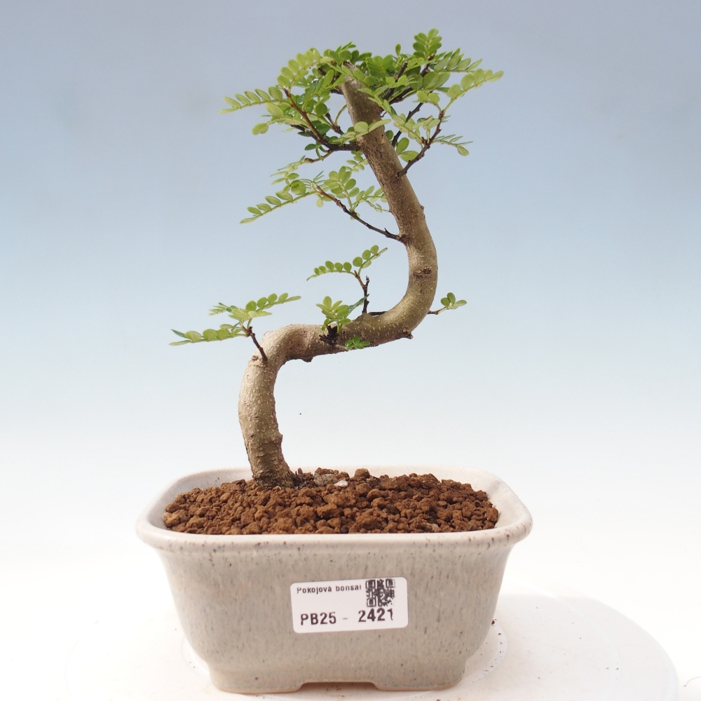 Pokojová bonsai - Zantoxylum piperitum - pepřovník