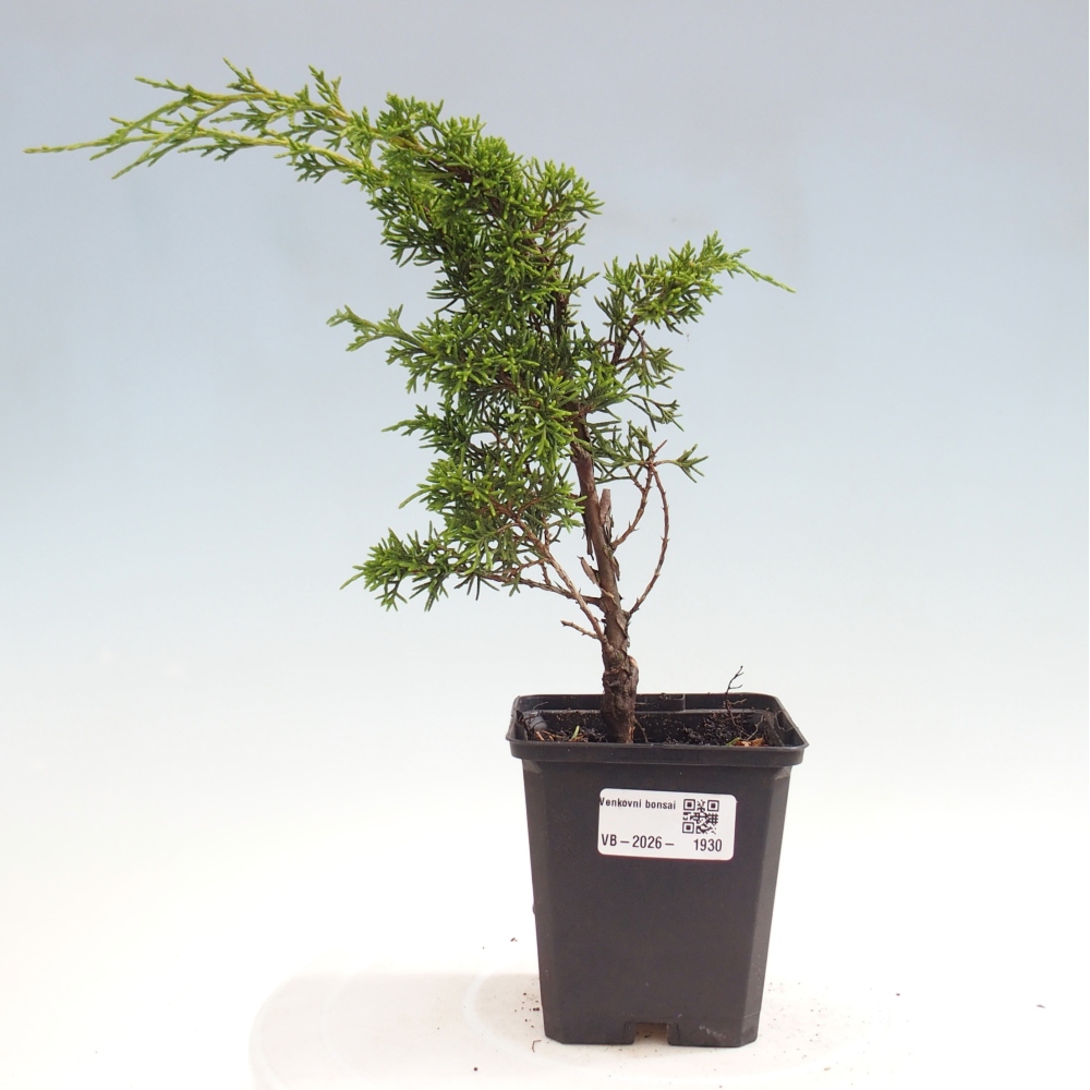Venkovní bonsai - Juniperus chinensis Itoigawa -Jalovec čínský