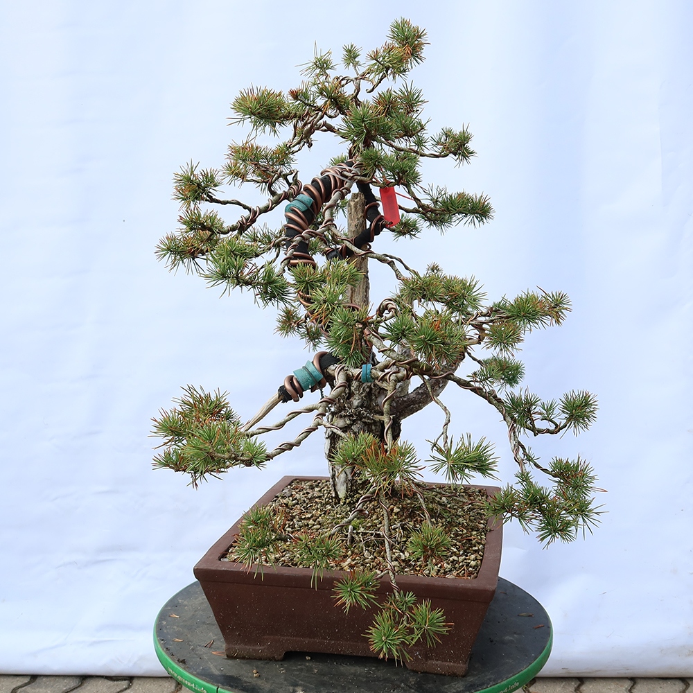 Pinus sylvestris Španělsko - borovice lesní