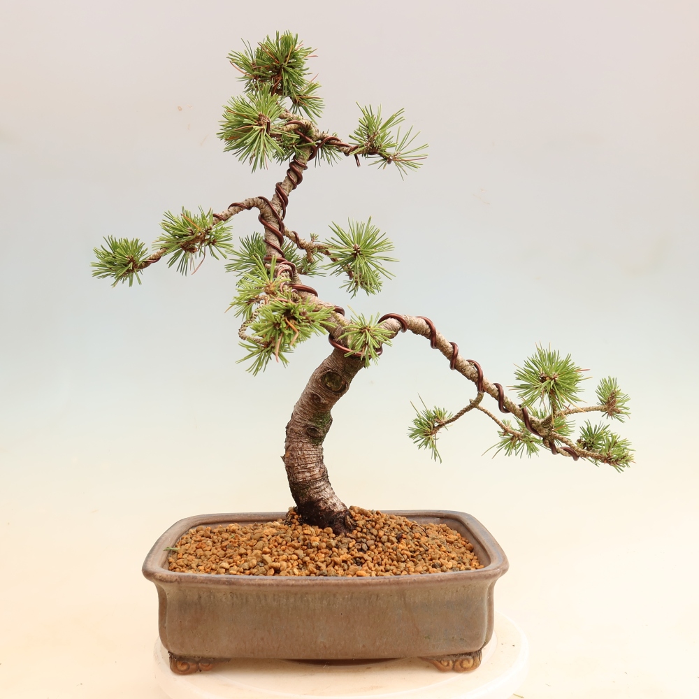 Venkovní bonsai - Pinus mugo Humpy  - Borovice kleč