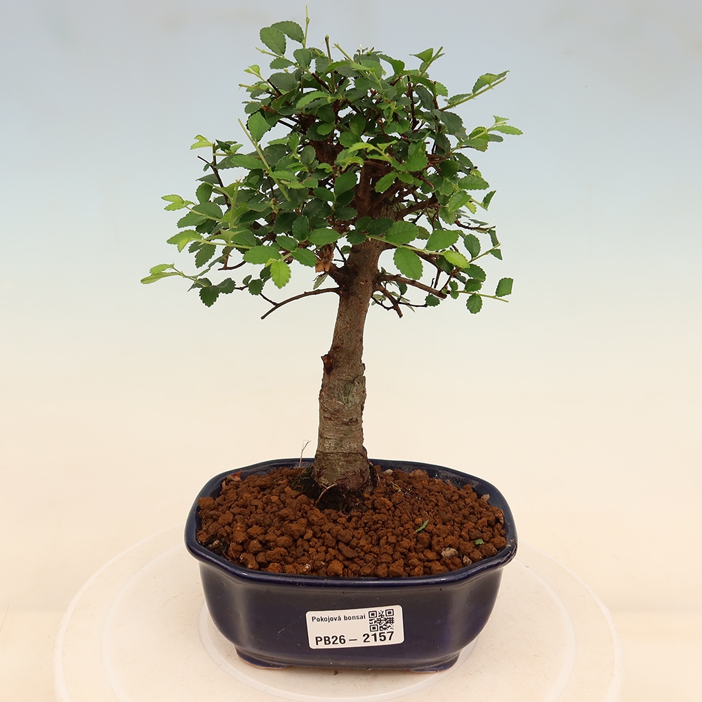 Pokojová bonsai - Ulmus parvifolia - Malolistý jilm