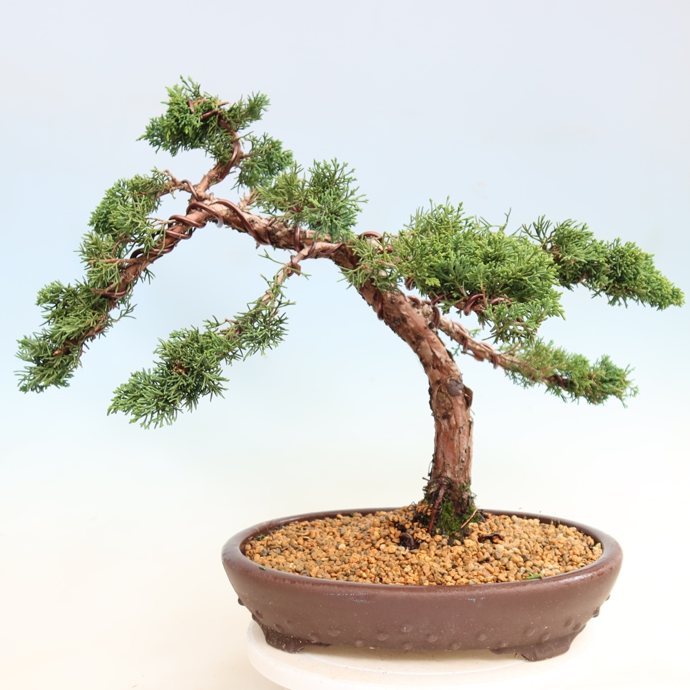 Venkovní bonsai - Juniperus chinensis Kishu -Jalovec čínský