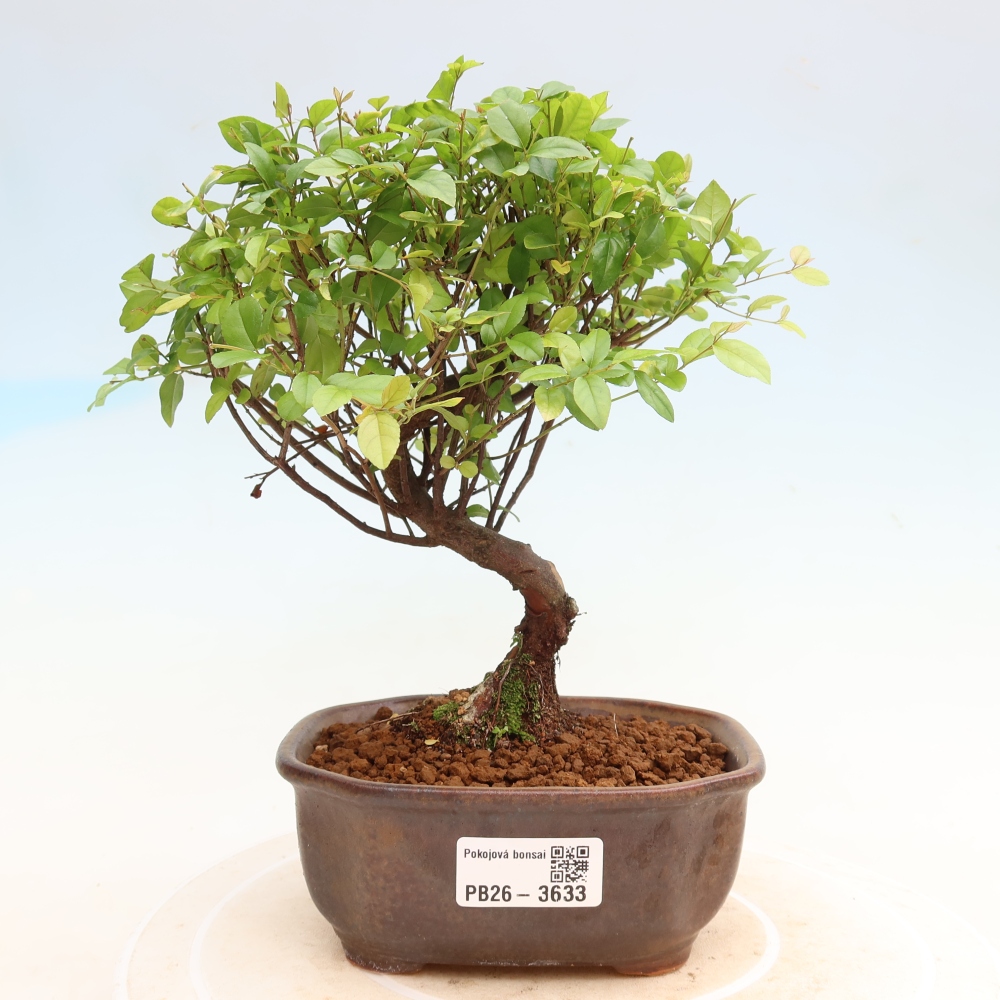Pokojová bonsai - Sagerécie thea - Sagerécie thea