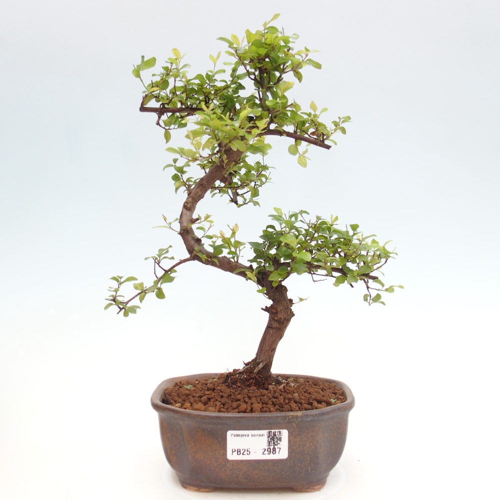 Pokojová bonsai - Sagerécie thea - Sagerécie thea