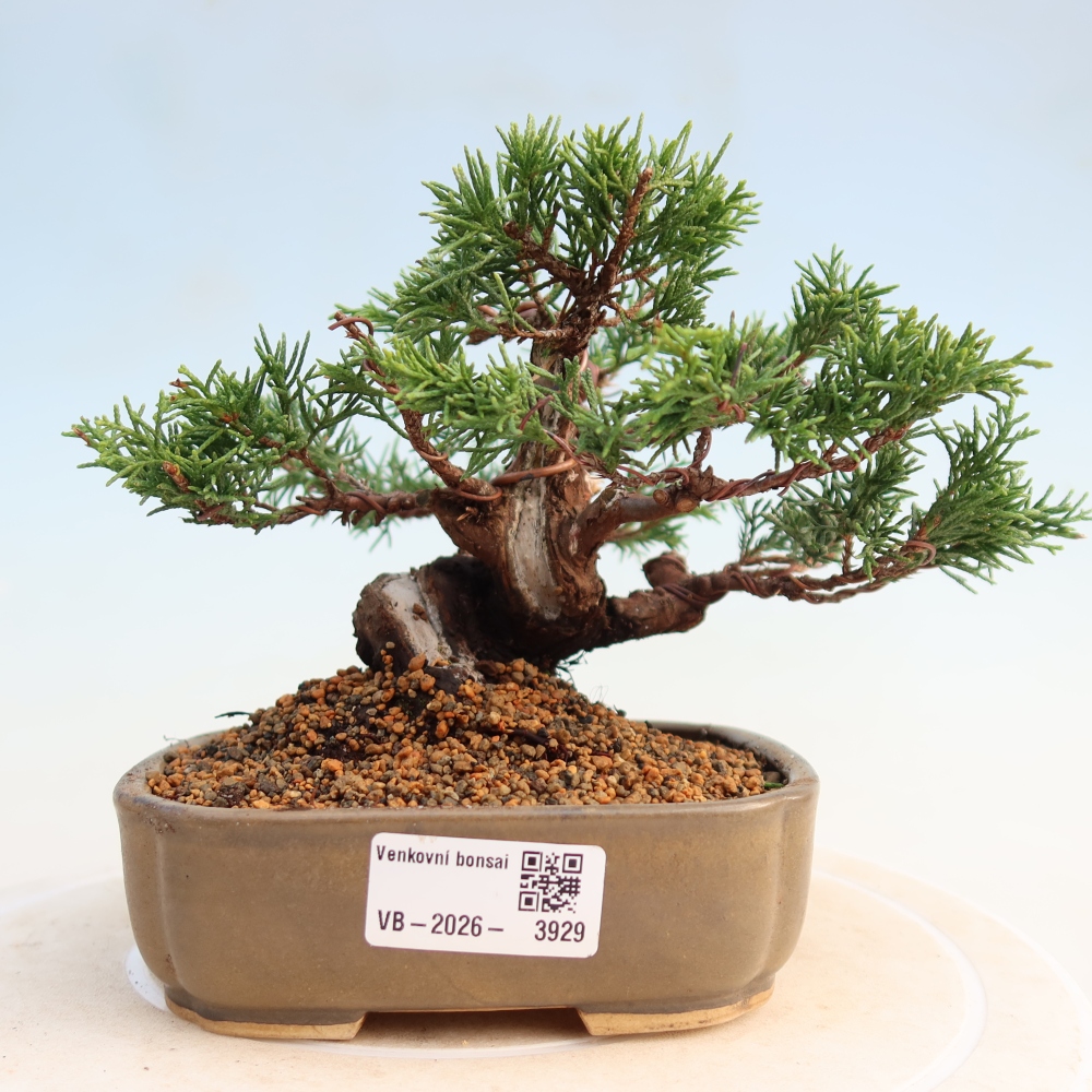 Venkovní bonsai - Juniperus chinensis Itoigawa -Jalovec čínský