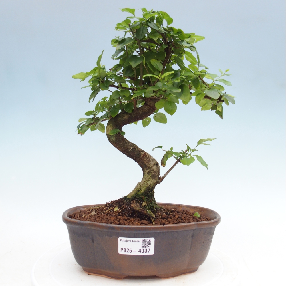 Pokojová bonsai -Ligustrum chinensis - Ptačí zob