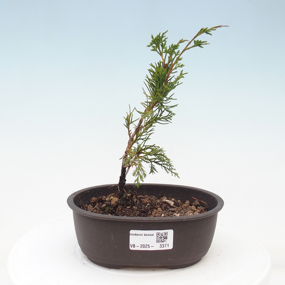 Venkovní bonsai - Juniperus chinensis Itoigawa -Jalovec čínský