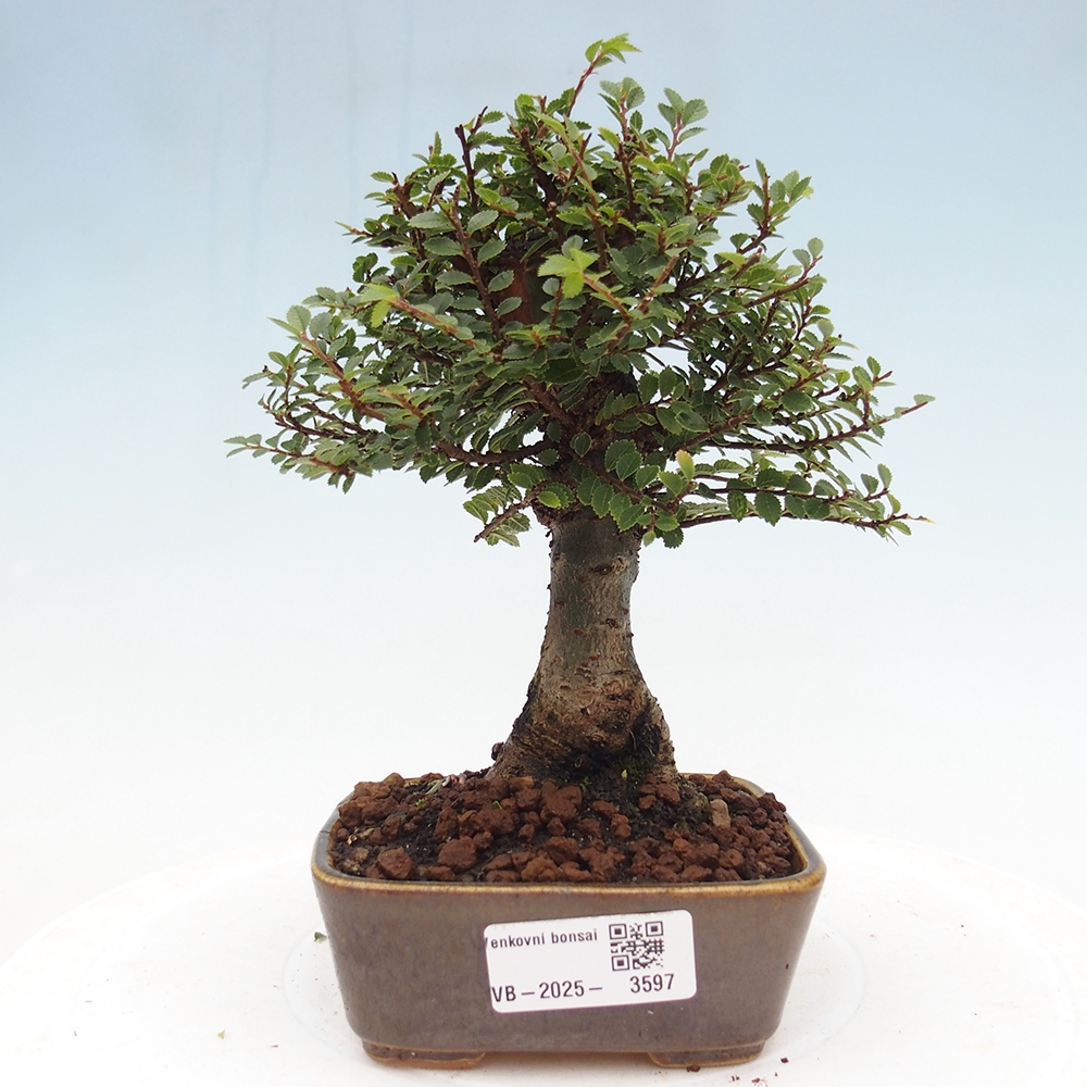 Venkovní bonsai - Ulmus parvifolia Hokkaido - jilm Čínský