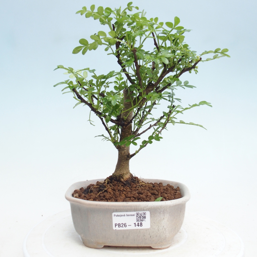 Pokojová bonsai - Zantoxylum piperitum - Pepřovník