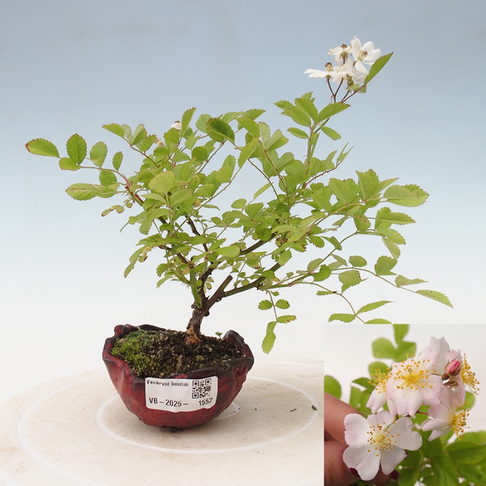 Venkovní bonsai - Rosa sp. - malokvětá růže