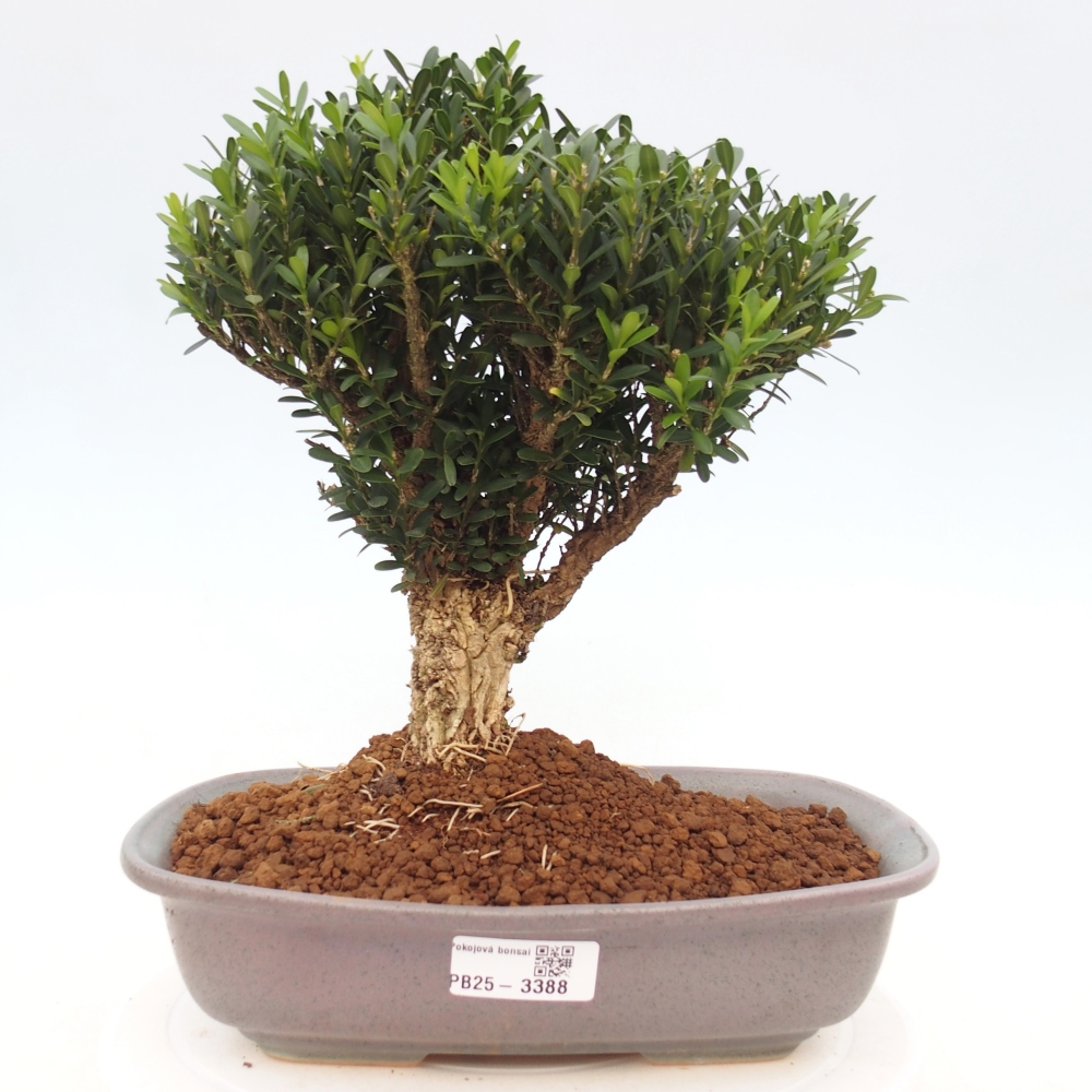 Pokojová bonsai - Buxus harlandii -korkový buxus