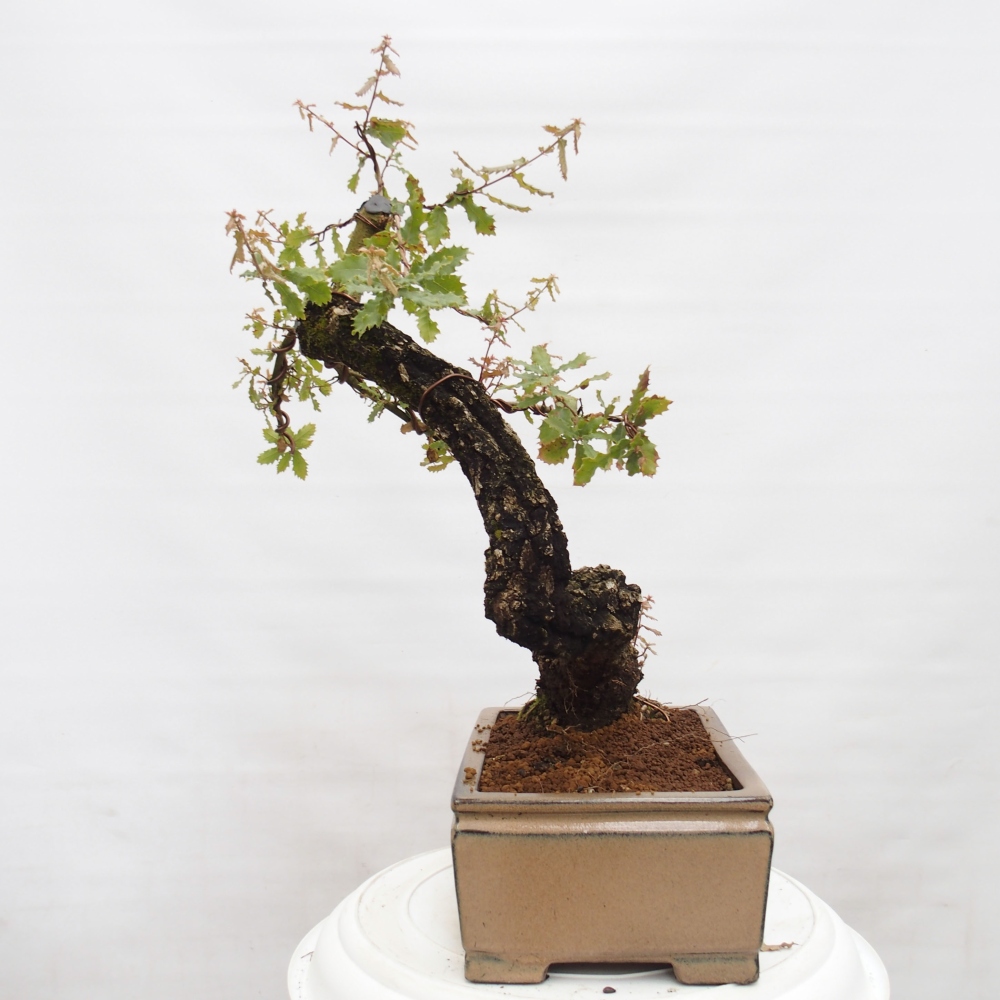 Yamadori - Quercus Ilex -Dub cesmínovitý