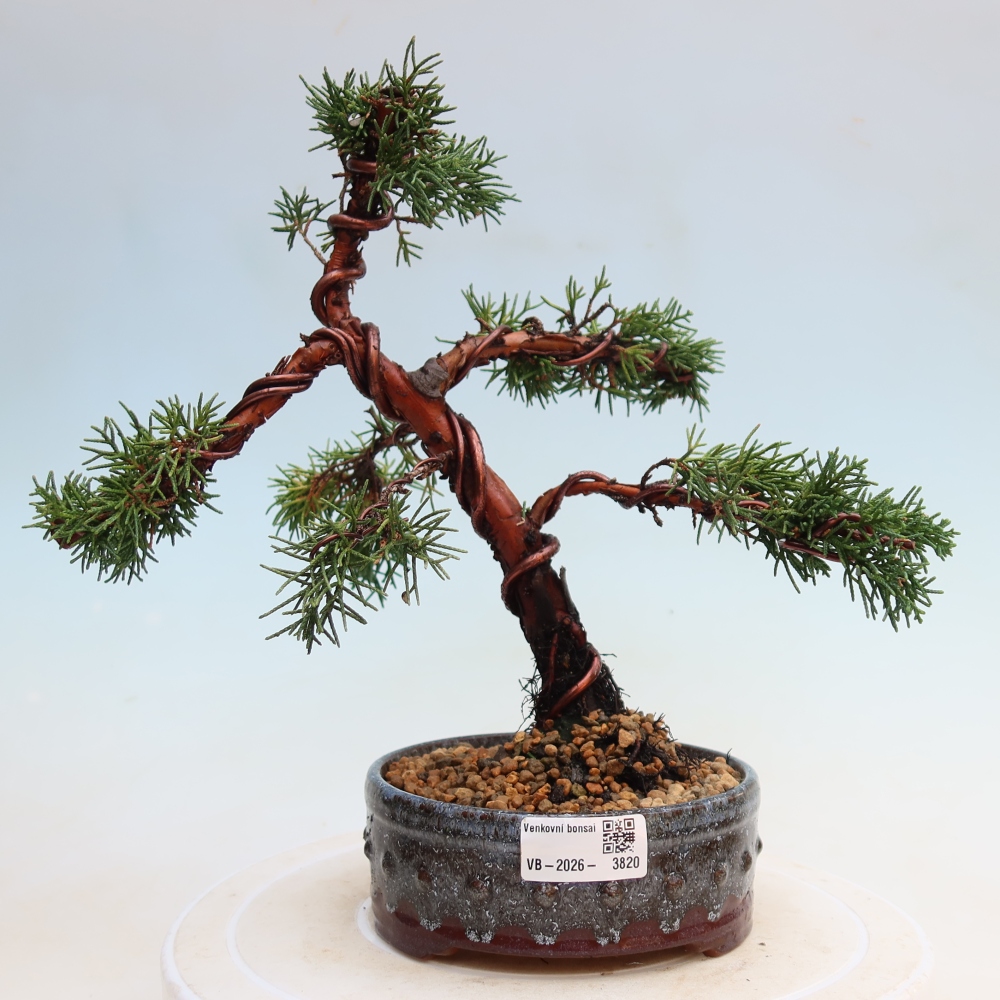 Venkovní bonsai - Juniperus chinensis Kishu -Jalovec čínský