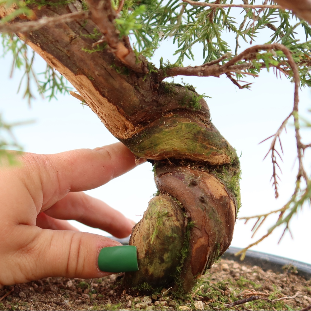 Venkovní bonsai - Juniperus chinensis Itoigawa-Jalovec čínský